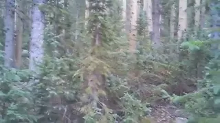 СНЕЖНЫЙ ЧЕЛОВЕК BIGFOOT редкие кадры