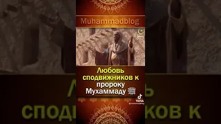 любовь сподвижников к пророку Мухаммаду (с.л.в.)