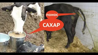 ВЫЛЕЧИЛ "САХАРНЫЙ АЦИДОЗ" У КОРОВЫ/ САХАР ПОСЛЕ РОДОВ = ПОНОС #сахаркоровепослеотела