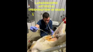 LAPAROSCOPIC ARTIFICIAL INSEMINATION IN GOATS