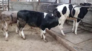 Bull effectively serving a Cow in less than a minute