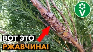 СПАСИТЕ ГРУШУ от ржавчины! Обработка груши и можжевельника весной