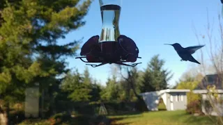 Hummingbird In Action Feeding On A Windy Day