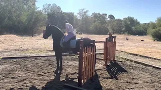 Working Equitation Training: The gate obstacle and the reverse gate