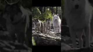 Buck saving a wolf|The Call Of The Wild| #viral #cool #movie #thecallofthewild #subscribe