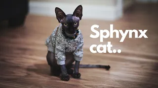 WHAT IS LIKE TO OWN A SPHYNX (HAIRLESS) CAT