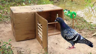 New Idea ! Creative Quick Pigeon Trap Make From Wood Box & Plastic Bottle | Effective Bird Trap 100%