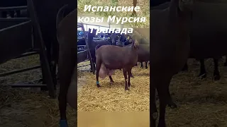 Испанские козы Мурсия Гранада/Высокоудойное  козоводство