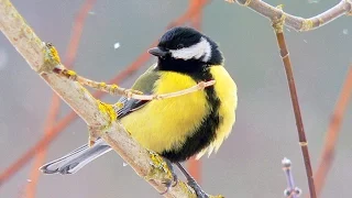 Большая синица (Parus major) - Great tit | Film Studio Aves