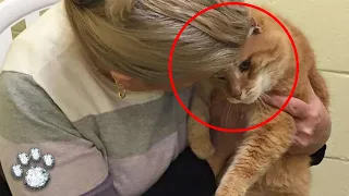 Woman Adopts Cat from Shelter, the Next Day a Miracle Unfolds