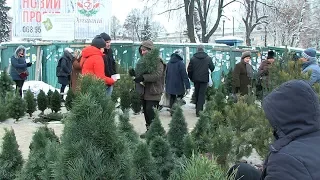 Ціни на ялинковому базарі в Житомирі