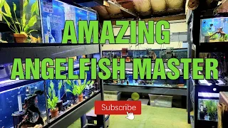 AMAZING Angelfish breeder FISHROOM TOUR 2021 [Master angelfish and pleco breeder]