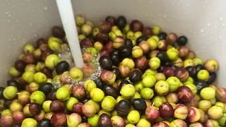 advice on curing/making homemade olives from scratch. What to do with the mushy olives?