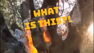 Why Are These Trees BURNING FROM THE INSIDE?! 🤔🌳🔥 #PatGeo