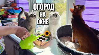 влог: ИСПЫТАНИЕ ДЛЯ БЕРЕМЕННОЙ! МИНИ ПАРНИК НА ОКНЕ С КОТАМИ! КОТЫ РАЗГОВАРИВАЮТ