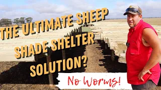 Is This The Best Sheep Shade Shelter You Can Build on Your Farm? How to and Why!