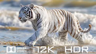 12K HDR 120fps Dolby Vision - Synthesis Of Beautiful Animals In The World And Relaxing Piano Music