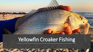 Yellowfin Croaker Fishing: Surf Fishing In So Cal