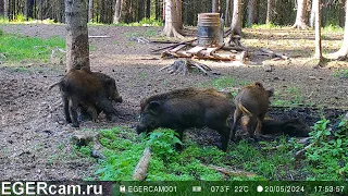 Кабаны.Чесалка,Купание в грязи,виляние хвостиками все радости ) Свежие видео с фотоловушек Егерькам.