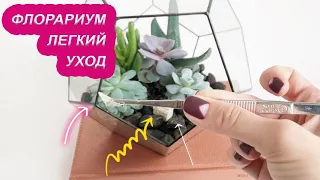 Как легко ухаживать за суккулентами в флорариуме?