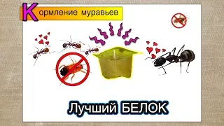 Лучший белок для муравьев ● Кормление, тараканы больше не нужны