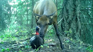 Elk tears off it's head!