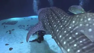 Diving With Whale Sharks in the Georgia Aquarium