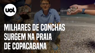 Milhares de conchas surgem na Praia de Copacabana e surpreendem pesquisador; veja vídeo