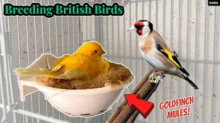 Goldfinch Mules on the way! | Breeding British Birds S1:E12