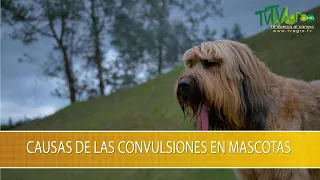 Causas de las Convulsiones en Mascotas - TvAgro por Juan Gonzalo Angel Restrepo