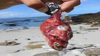 Bizarre Beach Findings
