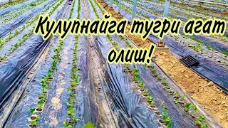 Куп кутилган видео! КУЛУПНАЙНИ ТУГРИ АГАТ ОЛИБ ЭКИШ! Батафсил.