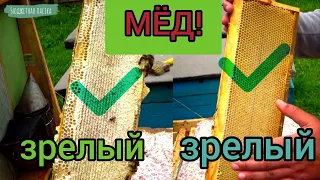 Какой мёд откачивать? Можно ли качать открытый мёд? Открытый мёд может быть зрелым.