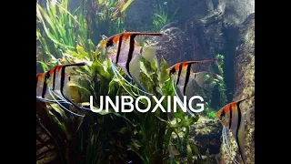 Aquarium Fish Live Unboxing | MANACAPURU RED SHOULDER JUVENILE ANGELFISH TANK-BRED!