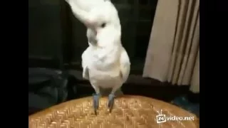 Мой Попугай танцует  Ржач до слез