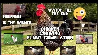 Funny rooster crowing compilation,tilaok ng manok nakakatawa compilation | 2022