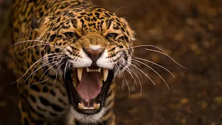 Leopard Documentary - Big Cats Wildlife HD