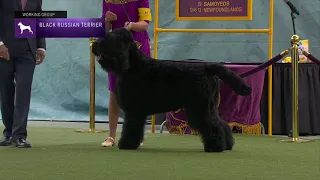 Black Russian Terriers | Breed Judging 2023