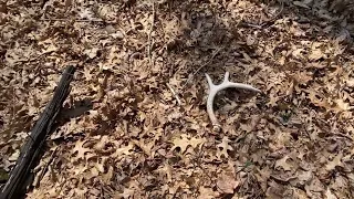 #8 for the year.  Fresh brownie 5 point! #Shedhunting #2024 #kentucky #woods