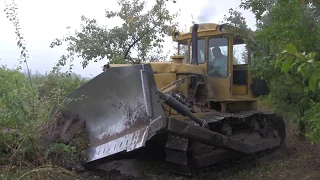 Корчуємо сад сливи бульдозером ЧТЗ Т-170.