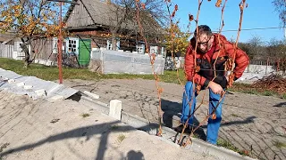 Не губите кусты винограда . Не обрезайте на обратный рост.