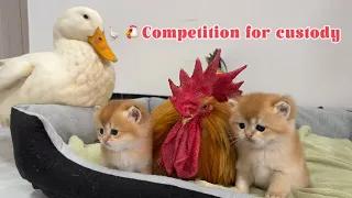 Ducks and roosters compete for custody of kittens!Mother cat's reaction is so funny and cute.