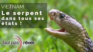 Vietnam - le serpent dans tous ses états - #Faut Pas Rêver