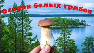 Остров белых грибов.