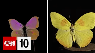 See the colors of the world through an animal's eyes | January 25, 2024