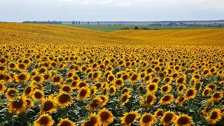 Sunflowers, Field of Sunflowers, Beautiful Landscape, 4k, VJ Loop, Background Video, Video Footage