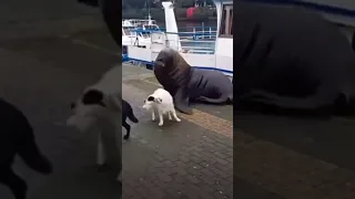 Giant Seal Bites Dog