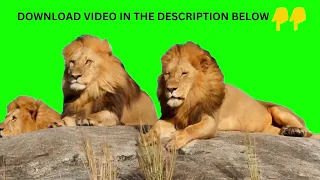 Green Screen Wild Animals |  Green Screen Copyright Free Wild Animals Video