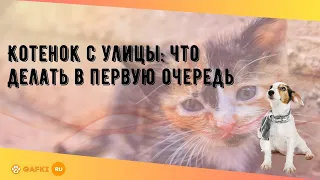 Котенок с улицы: что делать в первую очередь