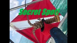 HOW TO and WHERE TO catch LOBSTER! Mini Season 2018